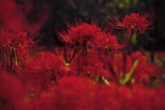 巾着田の曼珠沙華