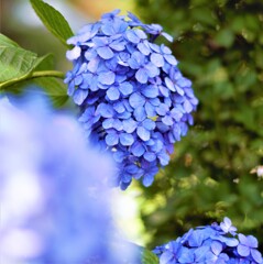 6月末の紫陽花さん