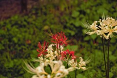 巾着田の曼珠沙華