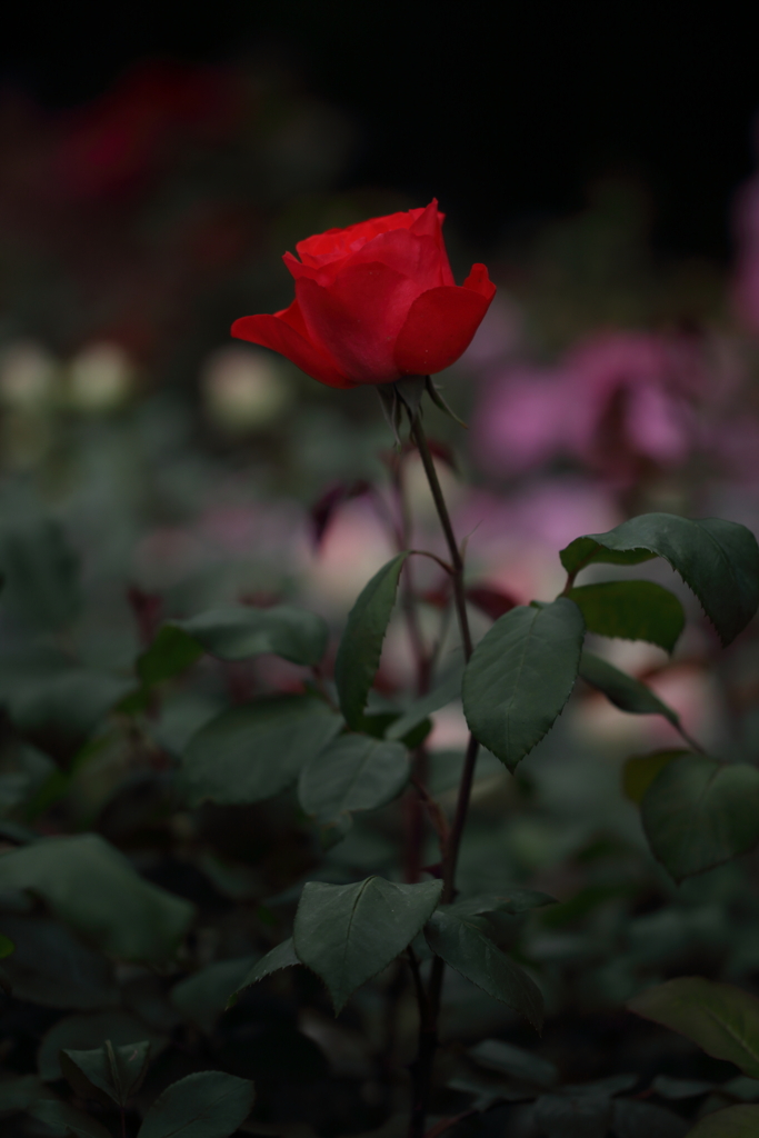 寂しそうね、赤薔薇