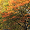 職場近くの公園