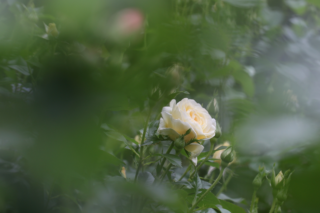 孤独な白薔薇