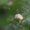 孤独な白薔薇