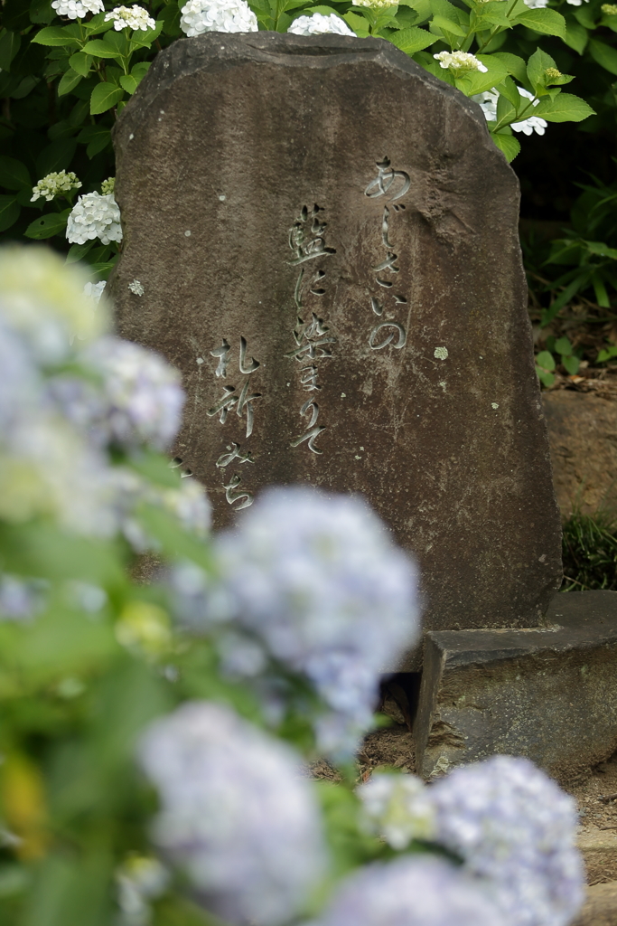 アジサイの碑