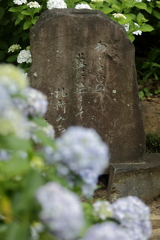 アジサイの碑