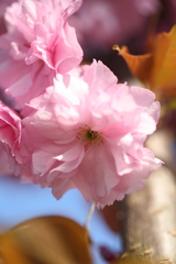 八重の桜