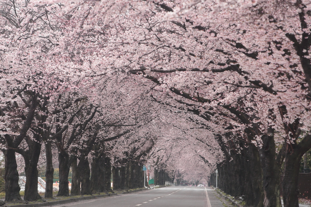 桜　さくら　サクラ