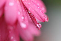 雨後の水滴