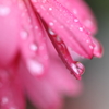 雨後の水滴