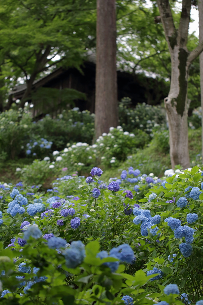 あゝ紫陽花の詩