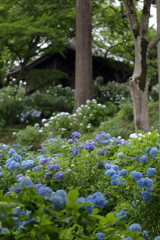 あゝ紫陽花の詩