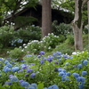 あゝ紫陽花の詩