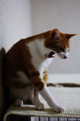 ガォーーーーォ！！（大あくび）