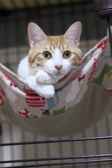 聞き耳立てる＾＾）