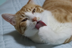 あっかんベ～！！