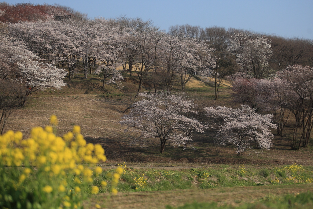 田舎の桜の咲く丘
