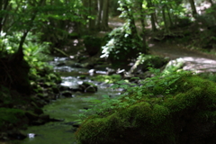 苔に覆われた岩　