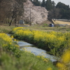 菜の花が咲く