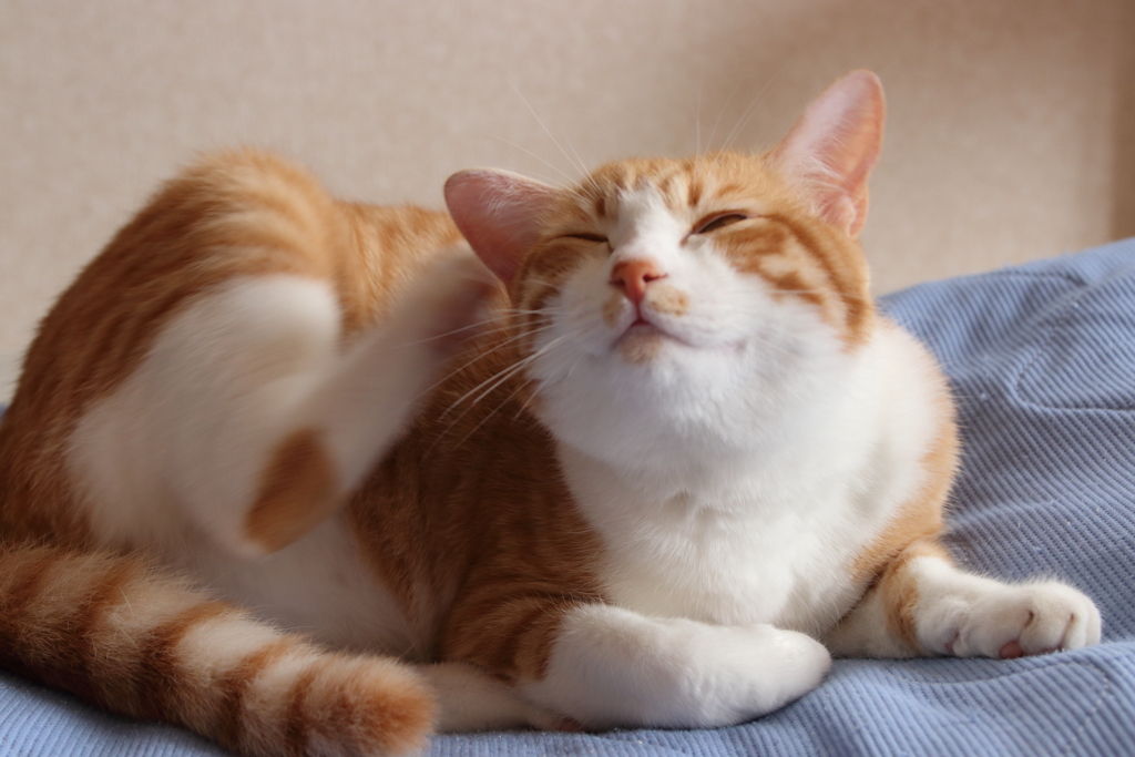 かい～～の！！