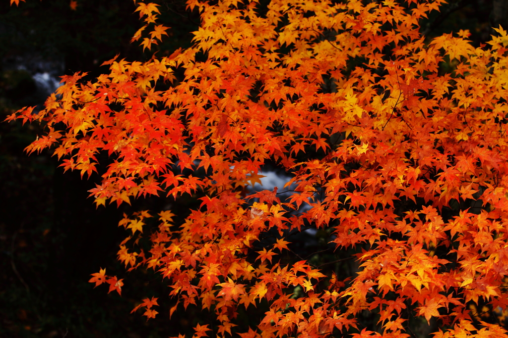紅葉　