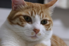 ダルマ