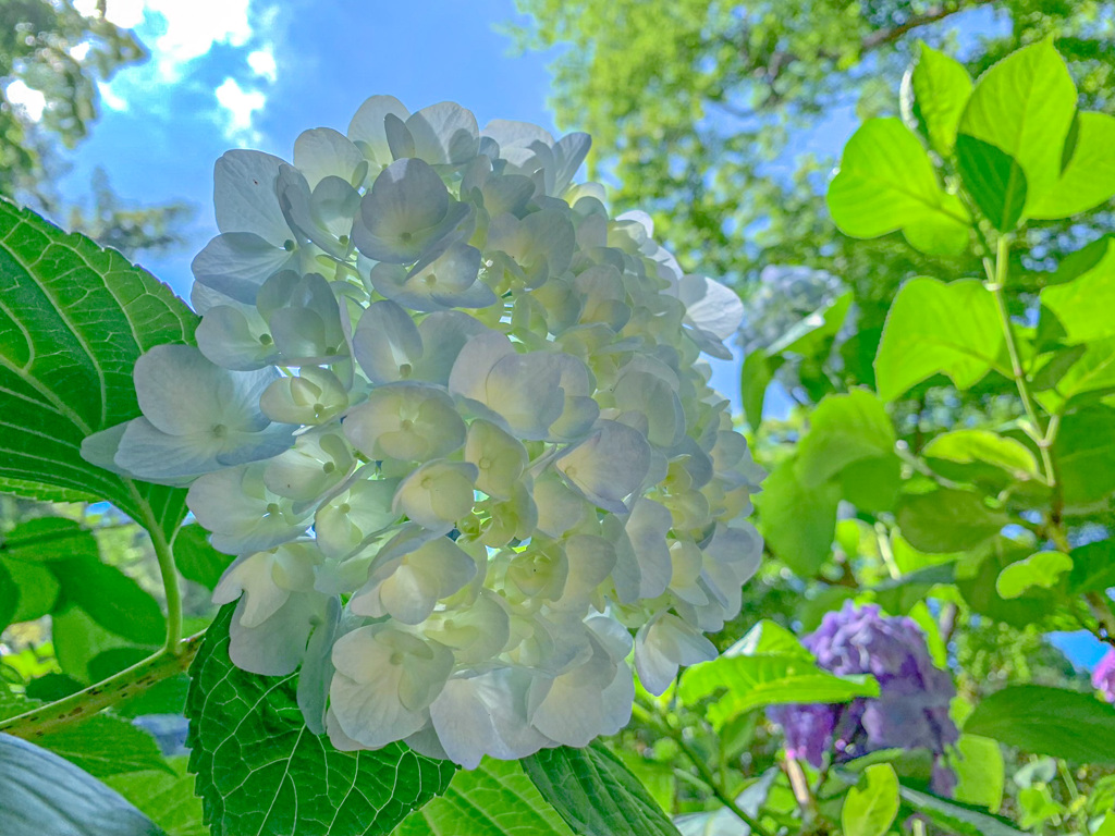 紫陽花