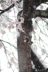 雪桜