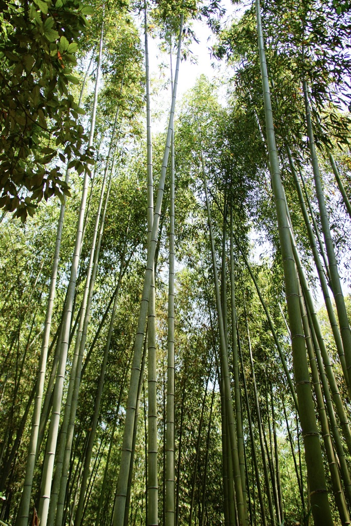 嵐山の青竹