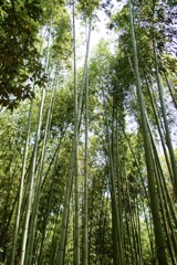 嵐山の青竹