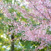 徳川園にて12