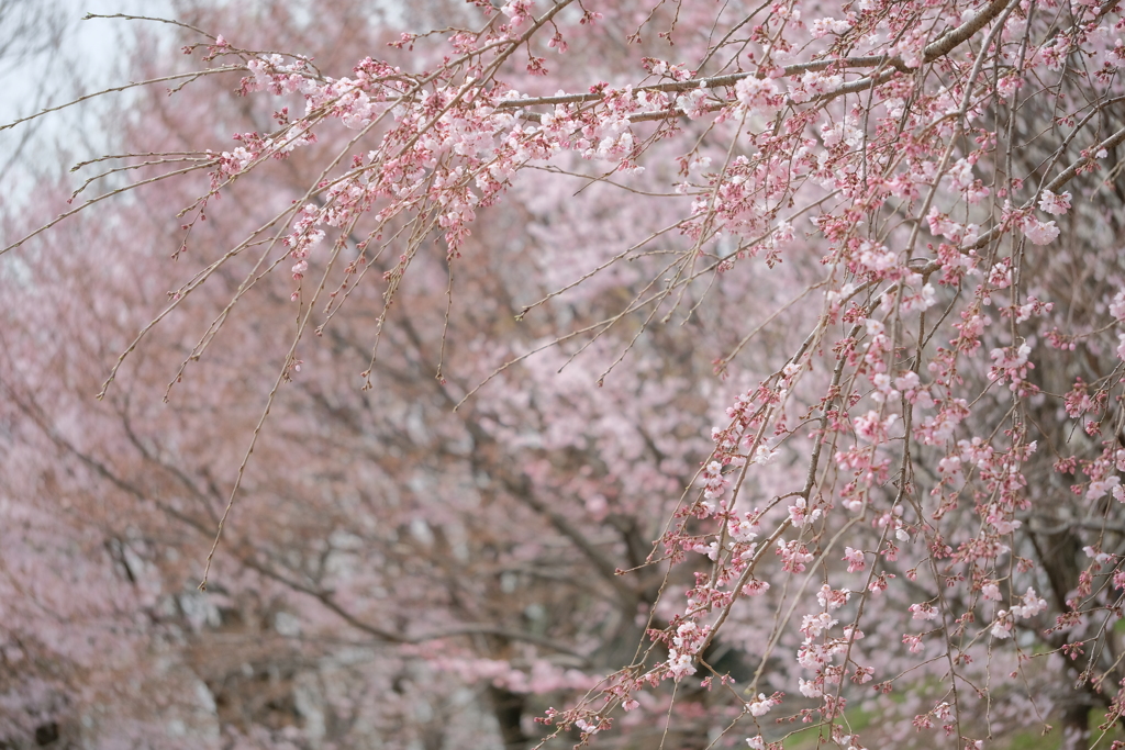 東山植物園の花々09