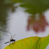 雨の午後の蓮池