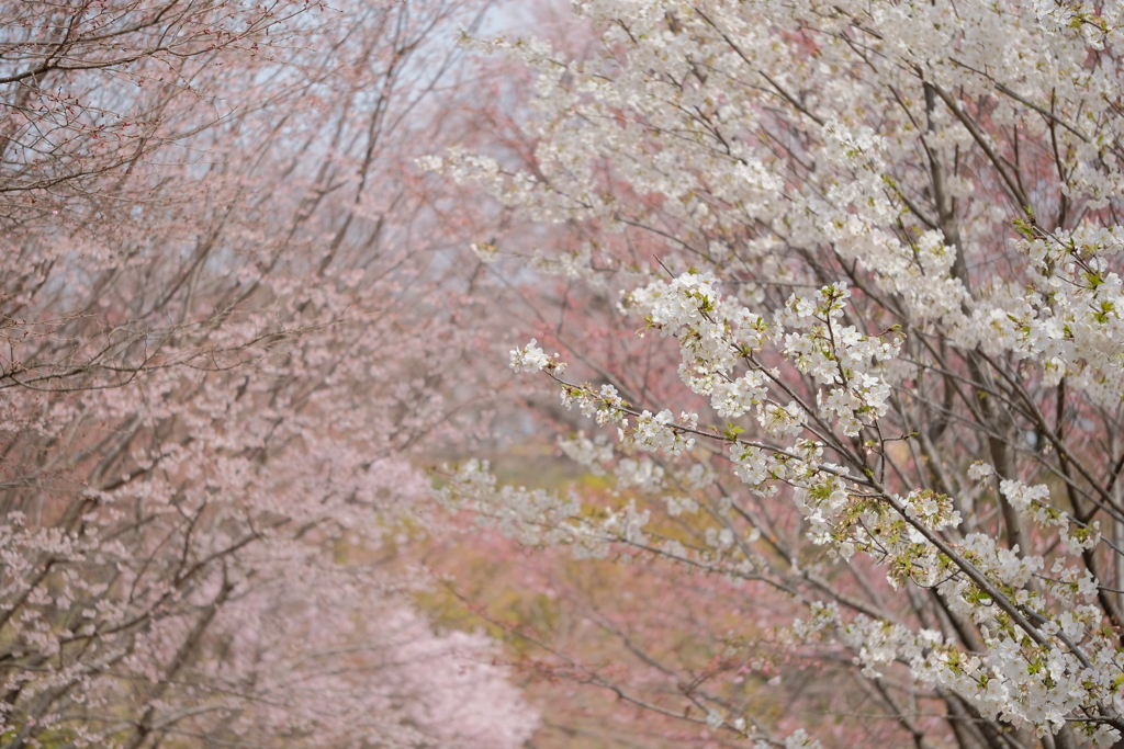 東山植物園の花々08