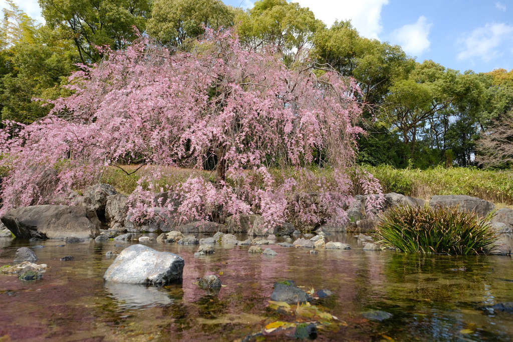 白鳥庭園にて16