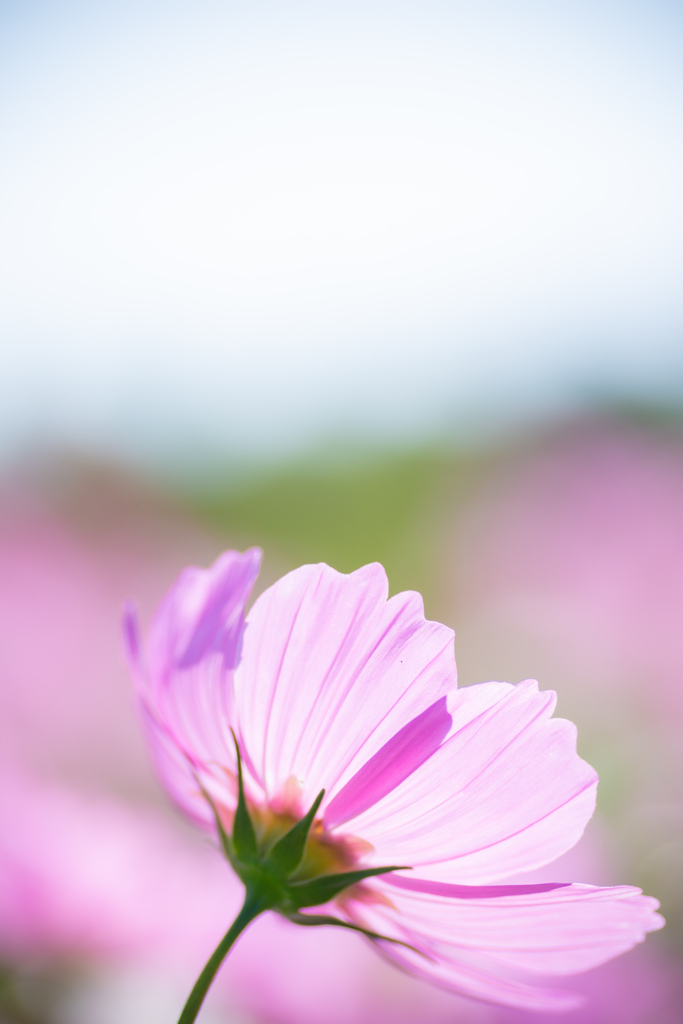 秋桜-cosmos-