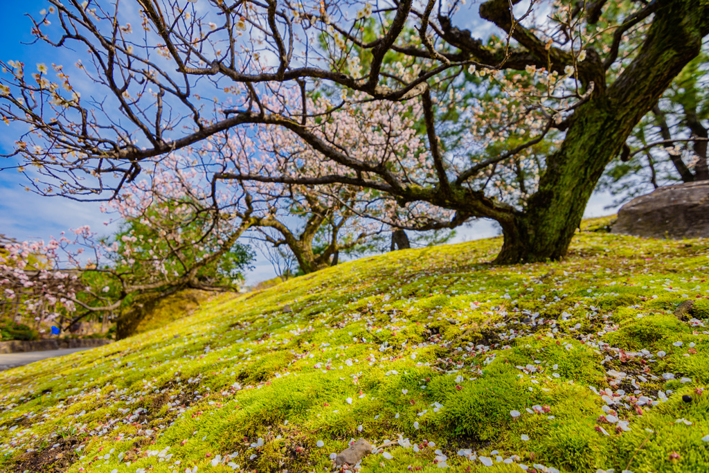 徳川園3月の花めぐり08