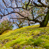徳川園3月の花めぐり08