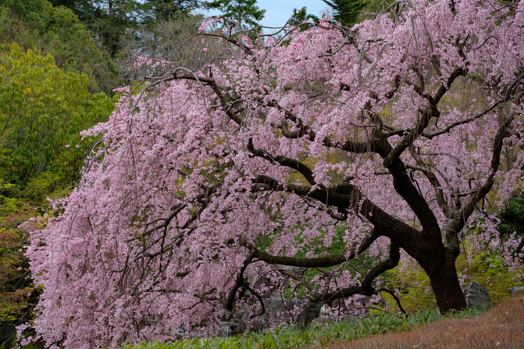 白鳥庭園の桜04