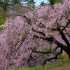 白鳥庭園の桜04