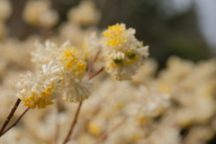東山植物園の花々01