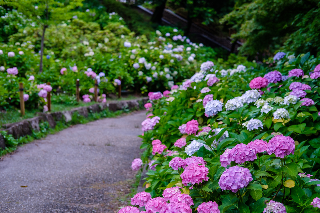 雨の合間に公園散歩07