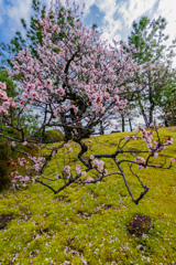 徳川園3月の花めぐり02