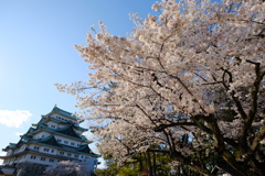 名古屋城の桜05