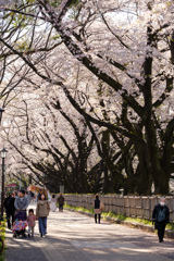 名古屋城の桜02