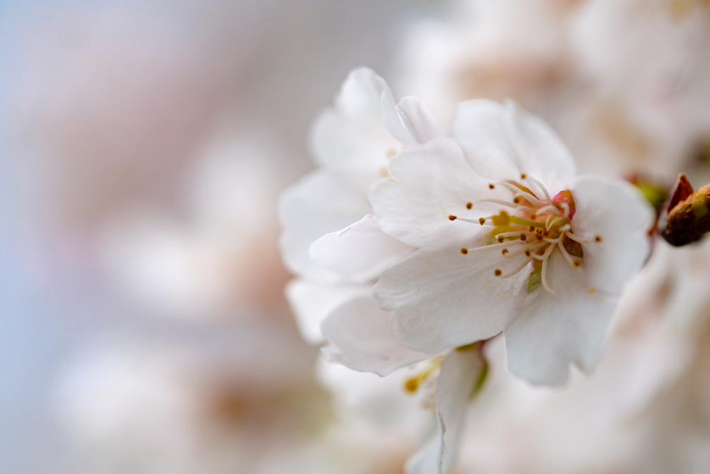 白鳥庭園の桜03