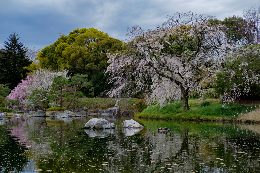 白鳥庭園の桜01