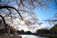 名古屋城の桜07