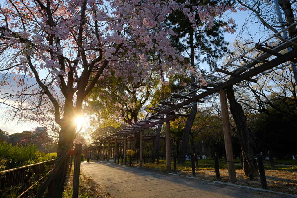 名古屋城の桜09