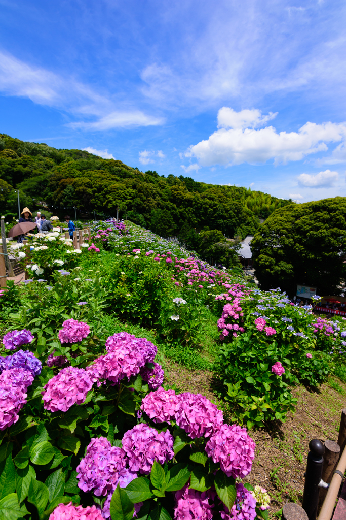 形原温泉　あじさいの里4