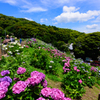 形原温泉　あじさいの里4